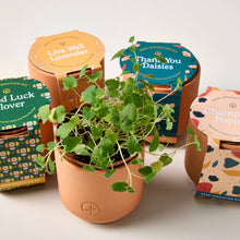 Load image into Gallery viewer, Tiny Terracotta Grow Kits