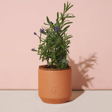 Load image into Gallery viewer, Tiny Terracotta Grow Kits
