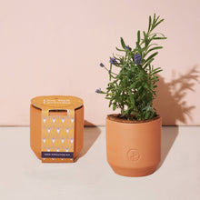 Load image into Gallery viewer, Tiny Terracotta Grow Kits
