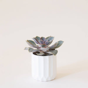 White Fluted Pot Small